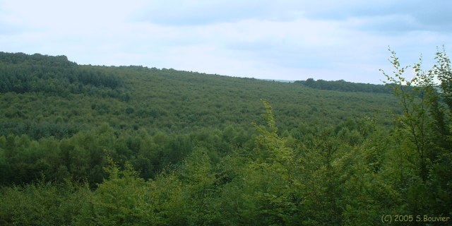 Croixdalle (Forêt 1)