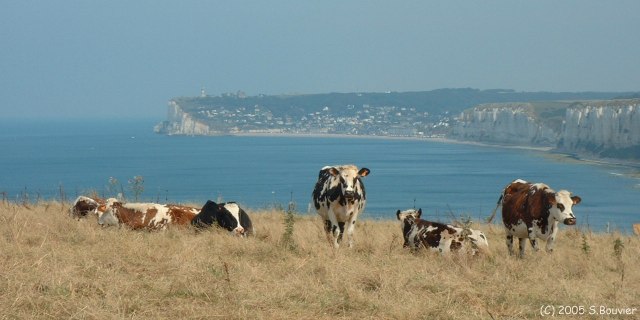 Yport (Vaches)
