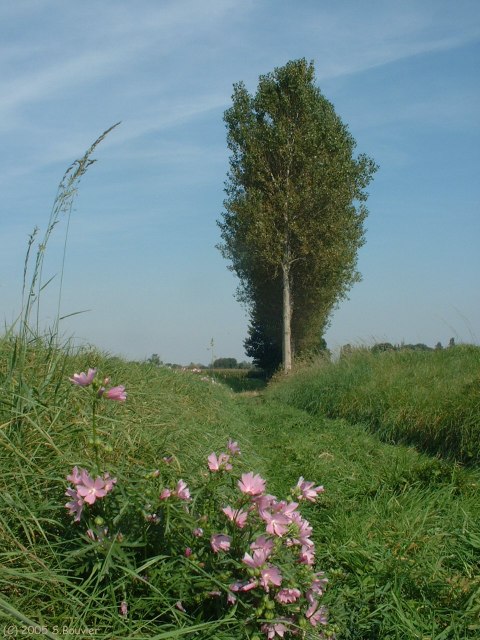 Ramburelles (Fleurs)