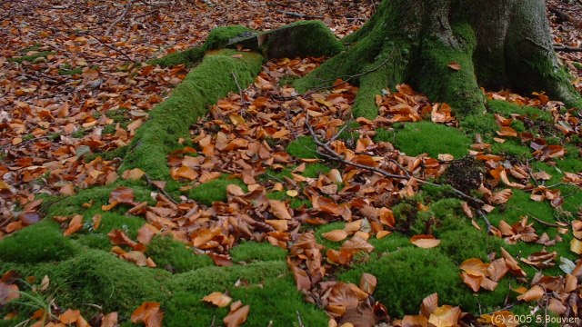 Forêt d'Eu (Mousse)