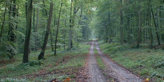 Forêt d'Eu (Route)