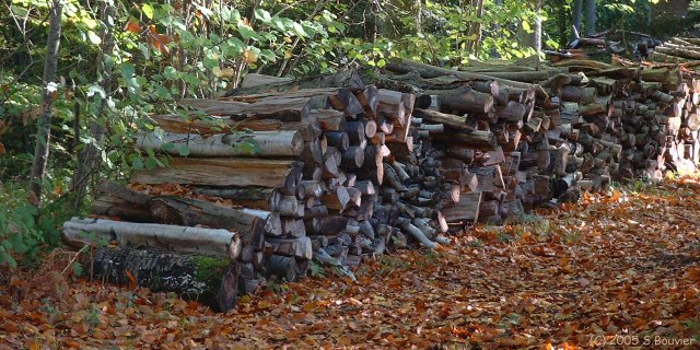 Bois de la Haie (Tas de Bois)