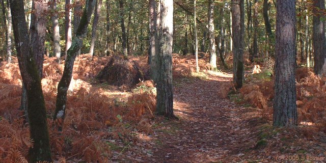 Bois de la Haie (Chemin 2)