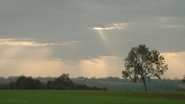 Douvrend (Arbre)