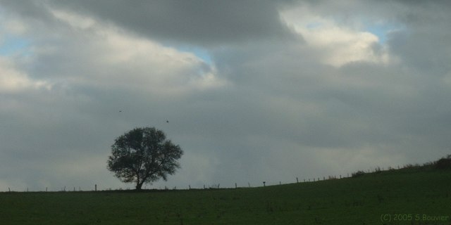 Bailly en Rivière (Arbre)