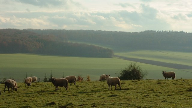 Bailly en Rivière (Moutons)