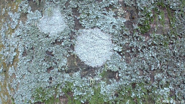 Lichen et Mousse