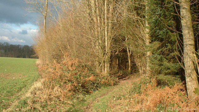 Forêt d'Eu (Chemin)