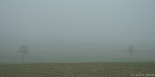 Ste Beuve (Deux Arbres)
