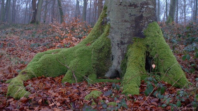 Basse Forêt d'Eu (Mousse)