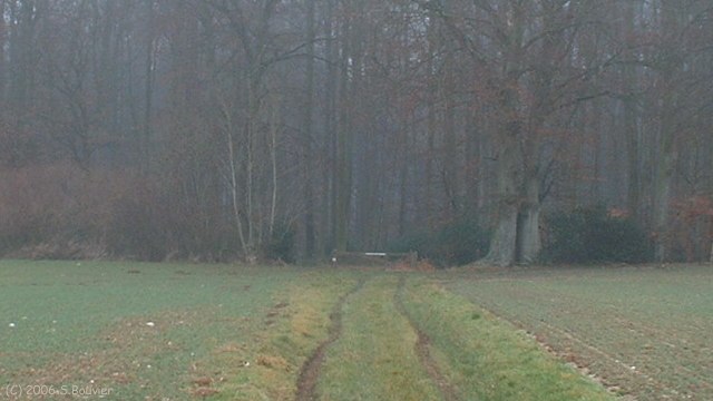 Basse Forêt d'Eu (Chemin)