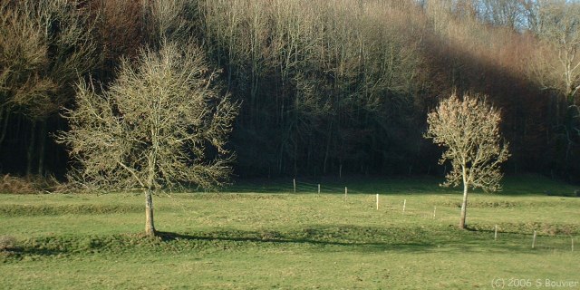 Avesnes en Val (Deux arbres)