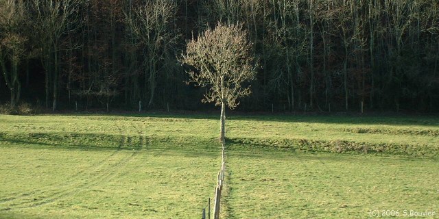 Avesnes en Val (Arbre 1)