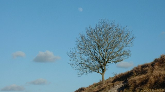 Avesnes en Val (Arbre 2)