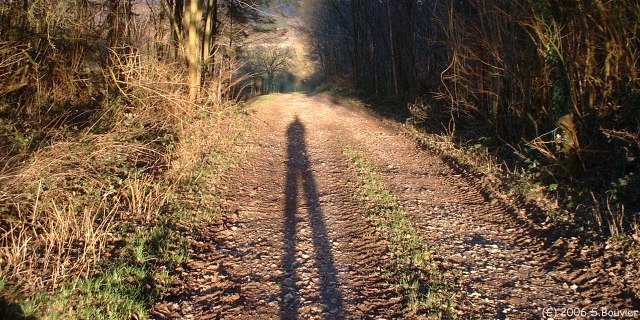 Bois d'Aigumont (Ombre)