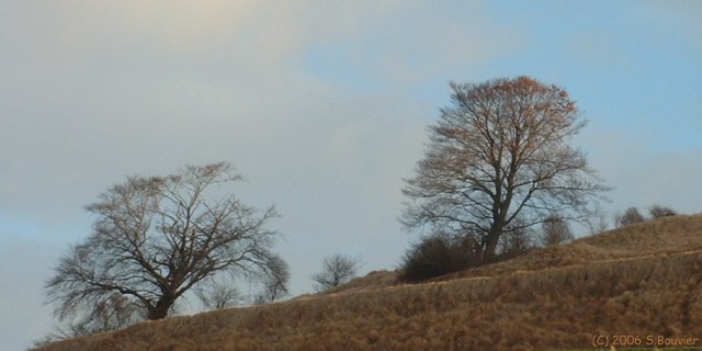 Sept-Meules (Deux Arbres)