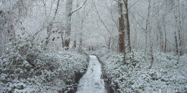 Dancourt (Bois)