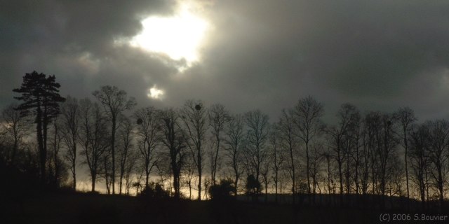 Grandcourt (Arbres)