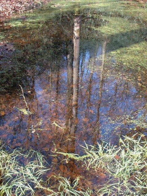 Forêt d'Eawy (Mare)