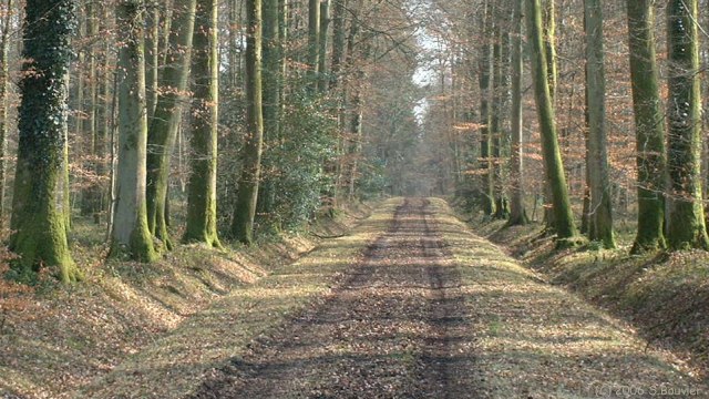 Basse Forêt d'Eu (Cateliers)