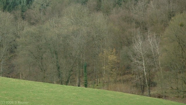 Montérolier (Bois 2)