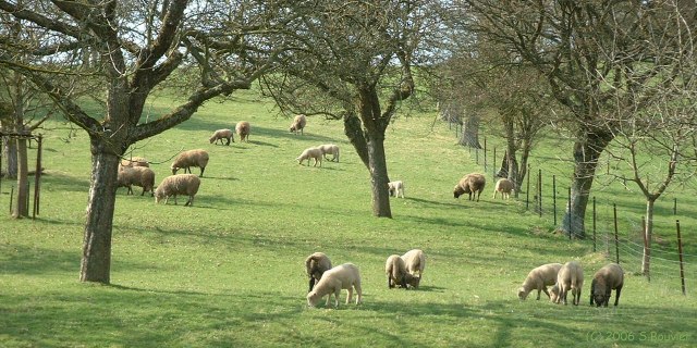 Quincampoix-Fleuzy (Moutons)