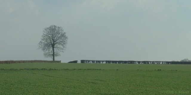 Digeon (Arbre)