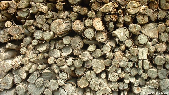 Catenay (Tas de Bois)