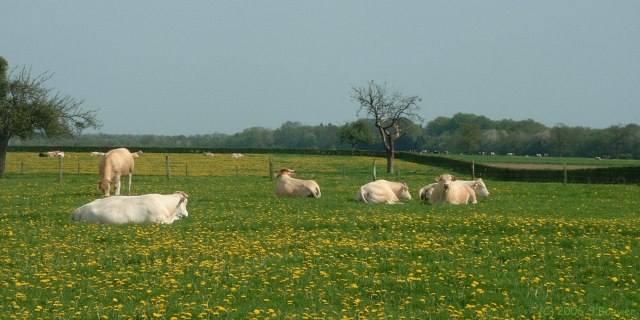 Longuerue (Bœufs)