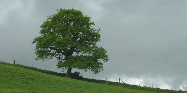 Tourville les Ifs (Arbre)