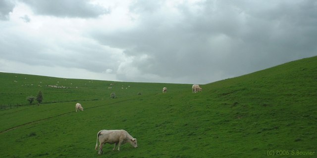 Tourville les Ifs (Prairie 1)