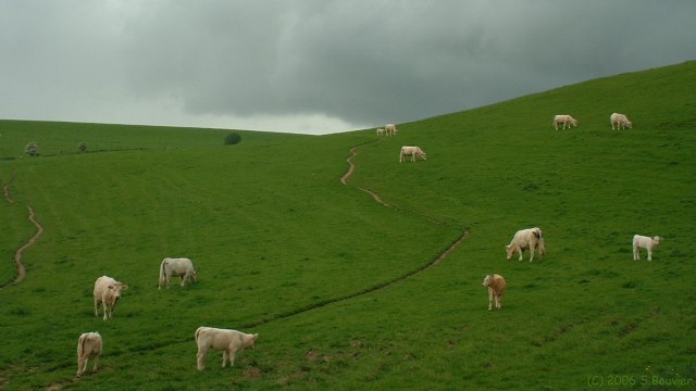 Tourville les Ifs (Prairie 2)