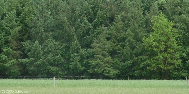 Sahurs (Prairie 2)