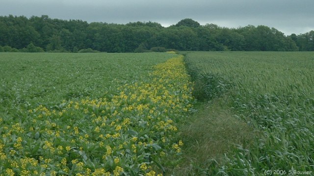 Villiers en Désoeuvre (Limite)