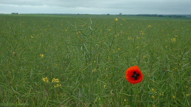 Villiers en Désoeuvre (Coquelicot)