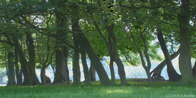 Offranville (Arbres)