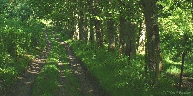 Pétreval (Chemin)