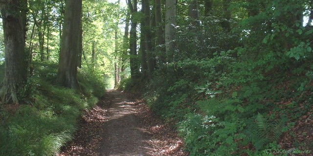 Bois de Lintot