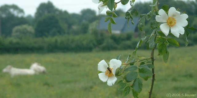 Fleurs d'Eglantines (1)