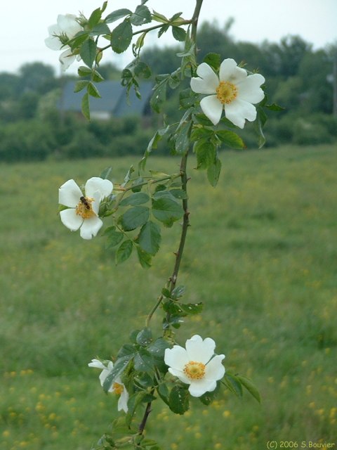 Fleurs d'Eglantines (2)