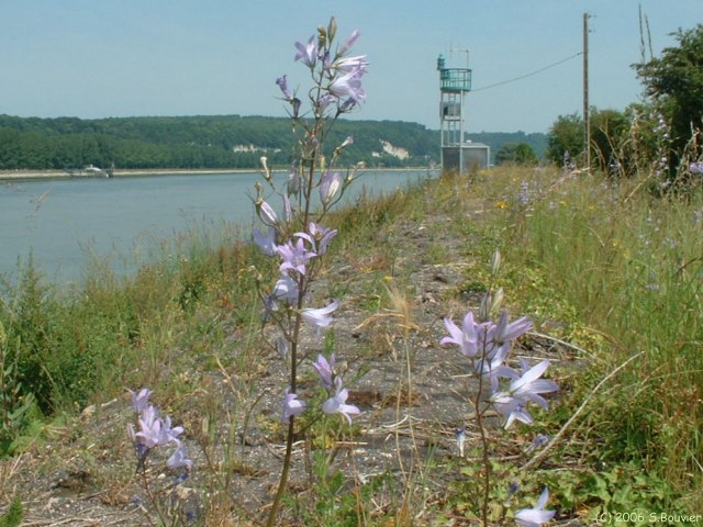 Vatteville la Rue (Fleur 2)