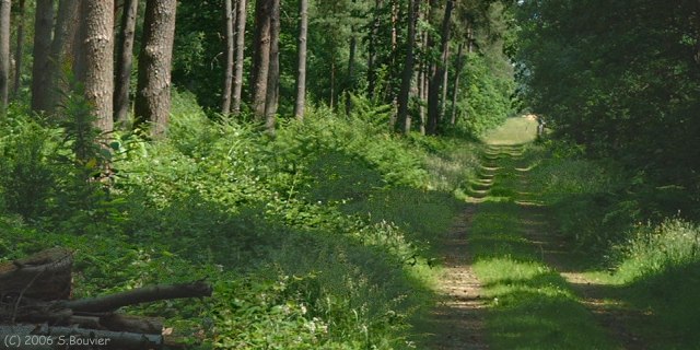 Vatteville la Rue (Forêt)