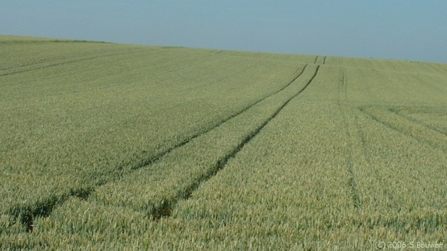 Martainville (Blé)