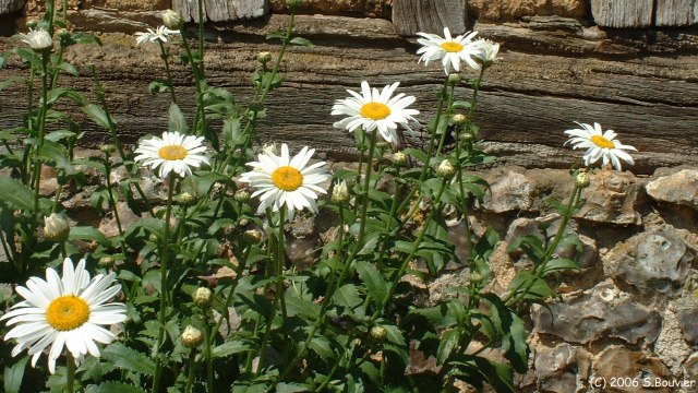 Auzouville sur Ry (Marguerites)