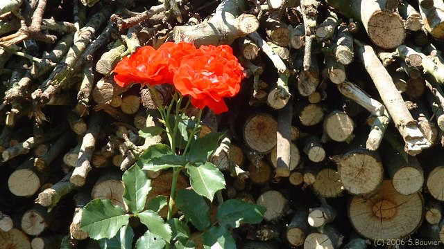 Auzouville sur Ry (Roses)