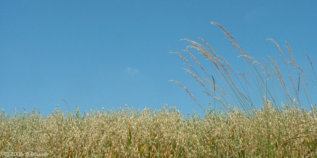 Auzouville sur Ry (Avoine)