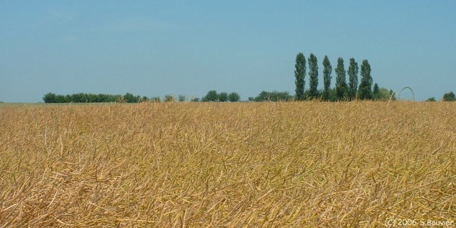 Auzouville sur Ry (Colza)