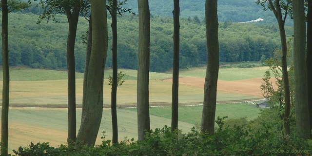 Forêt d'Eawy (Bréhoulles)