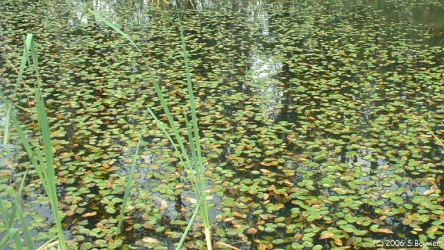 Forêt d'Eawy (Mare 2)