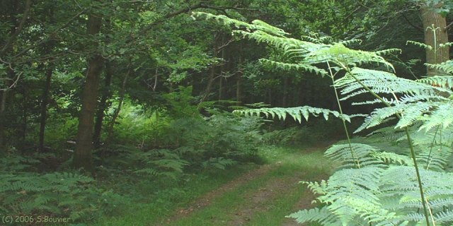 Forêt d'Eawy (Fougères)